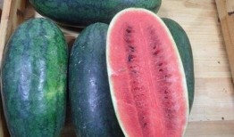 黑瓜吃料网,揭秘美食背后的故事与营养秘密